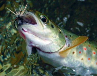 despre pastravul de lac